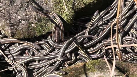 Early Emergence Of Snakes At Narcisse Snake Dens Youtube