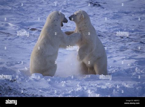 Adult Polar Bears Play Fighting In Preparation For Mating Season Stock