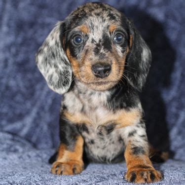 Outreach locations across the metro area also. Oregon Dachshund Puppy Gallery | Puppies, Dapple dachshund ...