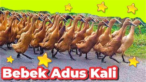 Lagu Bebek Adus Kali Nututi Sabun Wangi Bebek Berenang Adus Kali Ducks Swimming In The Water