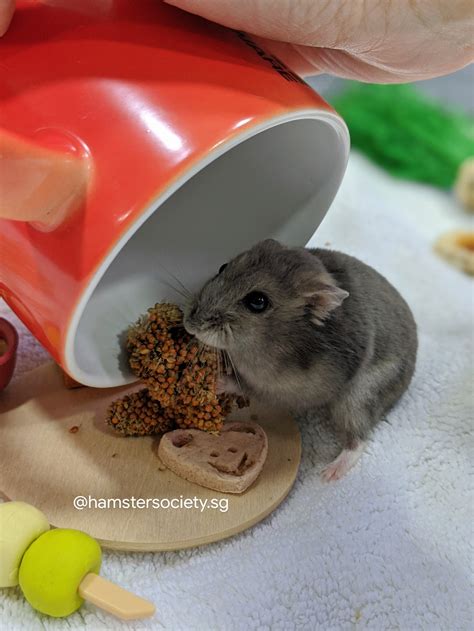 Miracle Adopted — Hamster Society Singapore