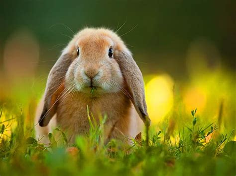 1920x1080px 1080p Free Download What About My Ears Cute Rabbit