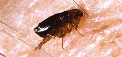 Western Exterminating About Fleas Pest Control Western