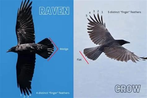 10 Differences Between Crows And Ravens Bird Feeder Hub