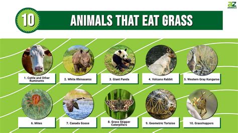 10 Animals That Eat Grass A Z Animals