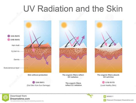 Uv Radiation Skin Effects Elastin Leads To Wrinkles 88088311 Medicina