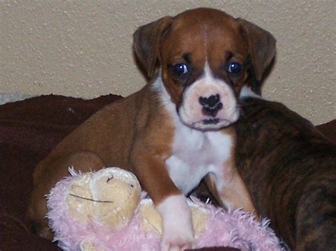 Current vaccinations, veterinarian examination, health certificate, health guarantee. sweet and healthy boxer puppy ready to go for adoption ...