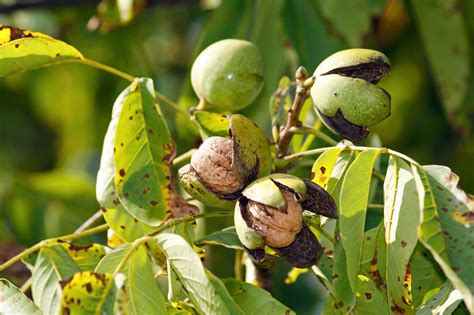 Large English Walnut Fruit Tree 4ft Tall In 6l Pot Grow Nuts Juglans