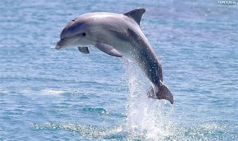 Pin By Lizi Fitteri On Delfin Dolphin Photos Dolphins Water Animals