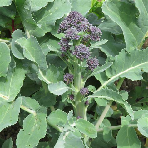Purple Sprouting Broccoli Growing Stages