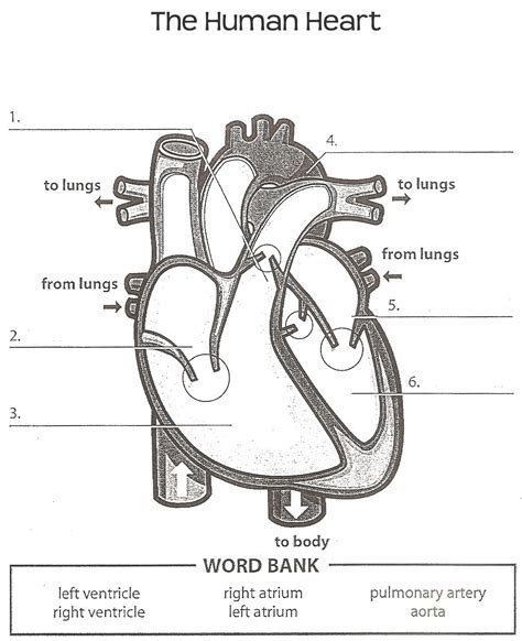 Structure Of The Heart Worksheets Answers
