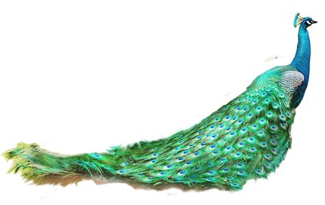 Asiatic peafowl Feather - peacock png download - 3400*2153 - Free Transparent Peafowl png ...