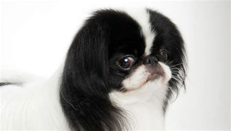 Japanese Chin Temperament Lifespan Shedding Puppy