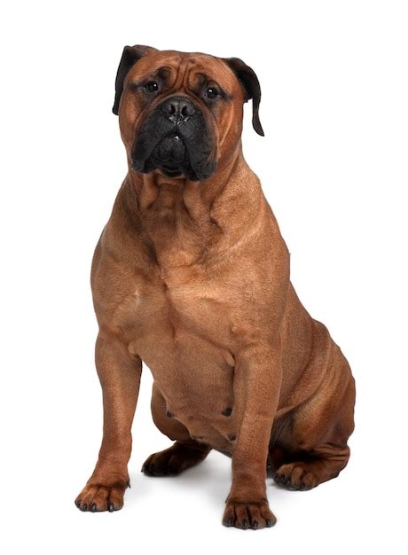 Premium Photo Bullmastiff With 4 Years Old Dog Portrait Isolated