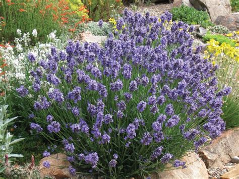 Lavandula Angustifolia English Lavender Is A Compact Bushy Shrub Up