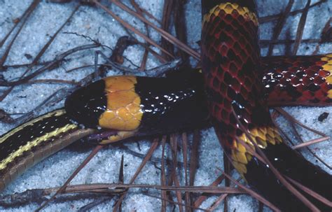 Eastern Coral Snake