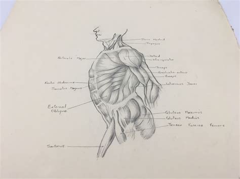 Human Body Parts Pencil Drawing Bestpencildrawing