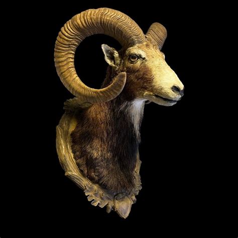 Large Austrian Mouflon Head On Shield Ovis Aries Catawiki