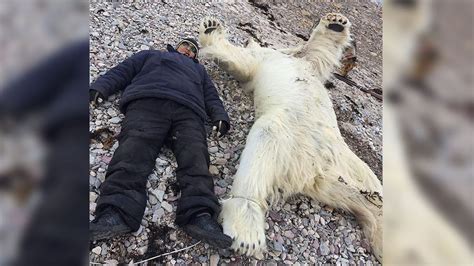 Another Close Encounter With Polar Bear Nearly Adds To Deadly