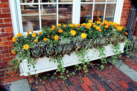 Window Boxes Tips And Advice New England Today