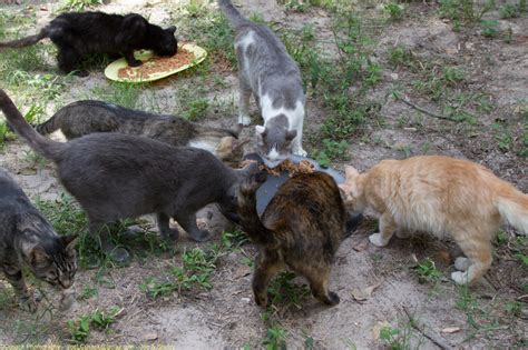 Clipped ear cat sanctuary's headquarters is in conroe, texas. At the Sanctuary - Clipped Ear Cat Sanctuary