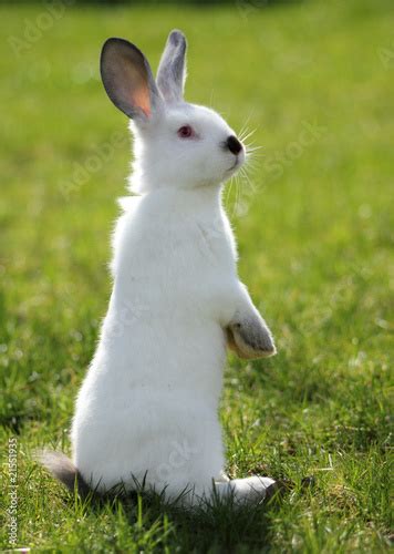 White Rabbit Standing On Grass Stock Photo Adobe Stock