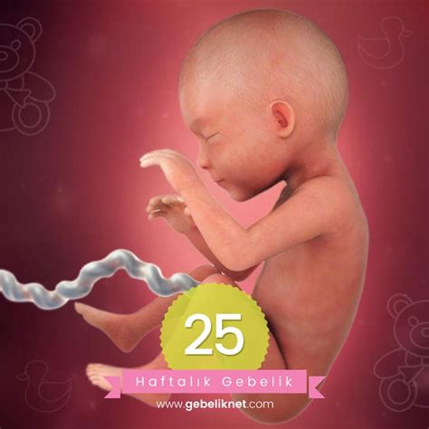 haftalık gebelikte bebeğin görüntüsü babeu kilosu gelişimi ve