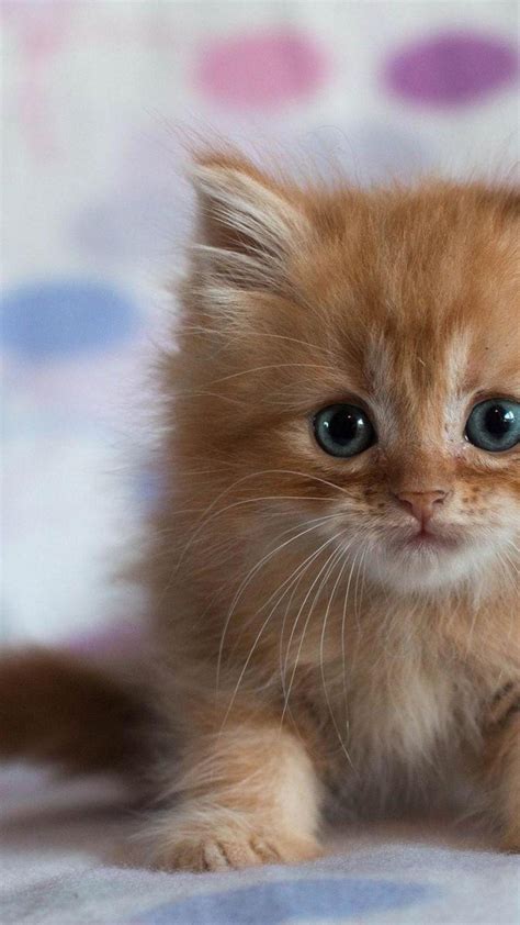 Cute Kittens Mobile Wallpapers - Wallpaper Cave
