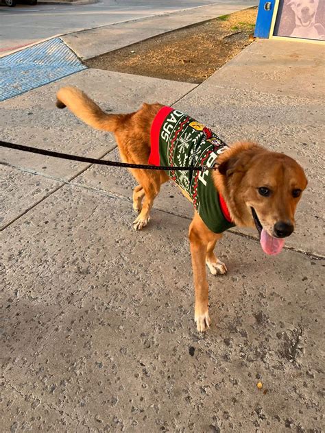Owner surrendered puppy with 'Happy Pawliday' shirt to hide the neglect