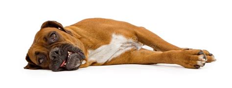 Boxer Dog Laying Down And Isolated On White Stock Image Image Of