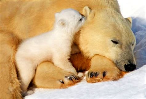 Aesthetic Polar Bear Bear Animals Image Best Free Pics
