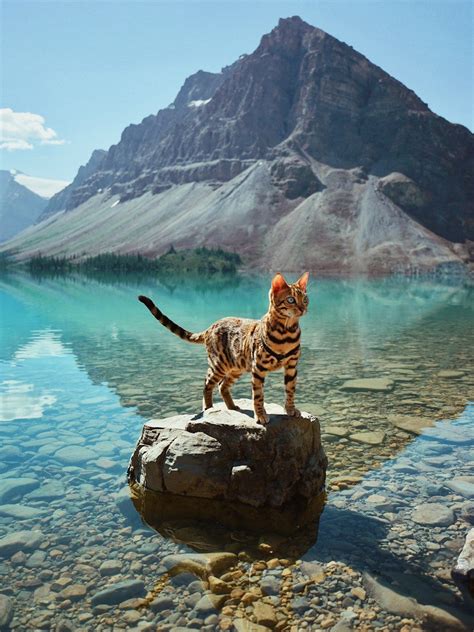 These Breathtaking Photos Of Suki The Adventurous Bengal Cat Will Fill
