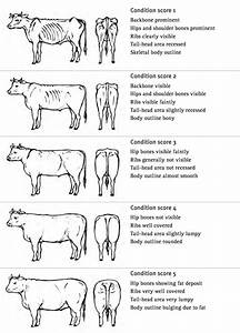 Body Condition Scoring Dairy Cattle Livestock Judging Cattle Farming