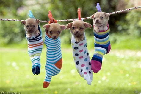 Puppies Relax In Striped Hammocks In Heartwarming Photos Daily Mail
