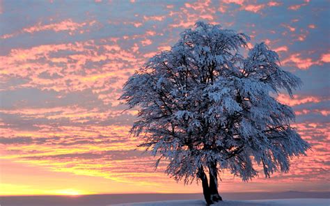Free Download Sunset Winter Tree Wallpapers Sunset Winter Tree Stock