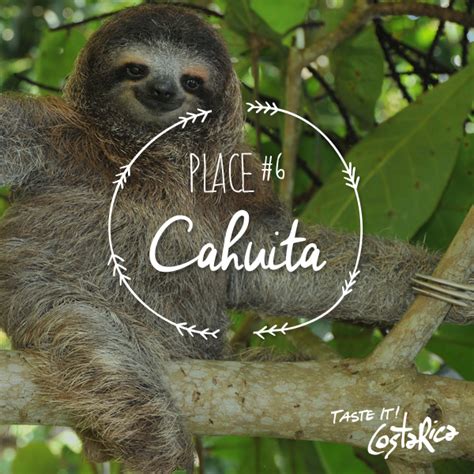 Cahuita Is Known For Worldwide Its Sloth Santuary They Even Have A Tv