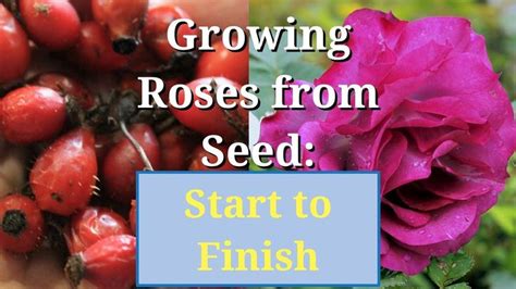 Grow Roses From Seed Start To Finish Growing Roses Rose Seeds