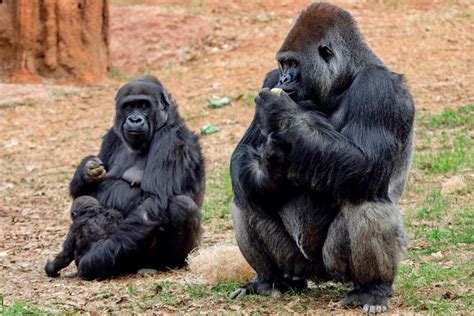 Celebrate Gorilla Baby Floyds 2nd Birthday With Zoo Atlantas New