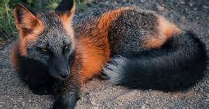 Rare melanistic fox spotted in the wild