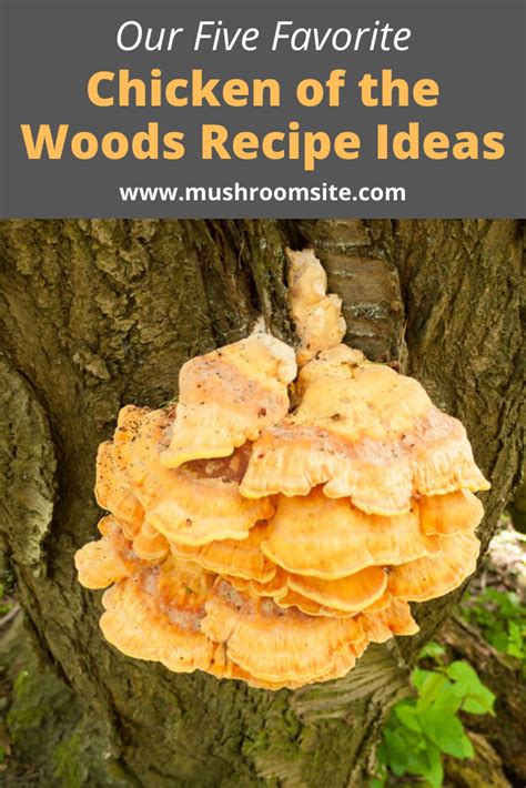 Chicken Of The Woods Recipe Ideas In 2020 Chicken Of The Woods Wild