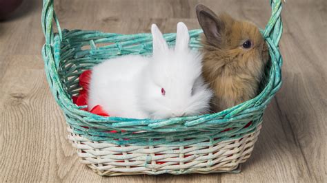 10 Adorable Rabbits You'll Want to Cuddle in Your Home