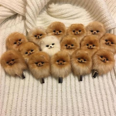 The cutest Pomeranians ever | Slaylebrity