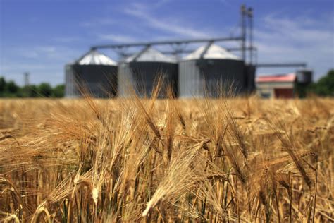 Uk Faces Worst Wheat Harvest Since 1980s 2020 08 17 World Grain