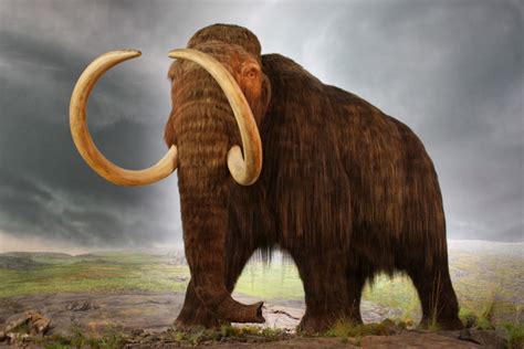 What Our Frozen Past Tells Us About The Ice Age Diet Of The Woolly