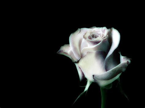 Black And White Rose Wallpapers Top Free Black And White Rose
