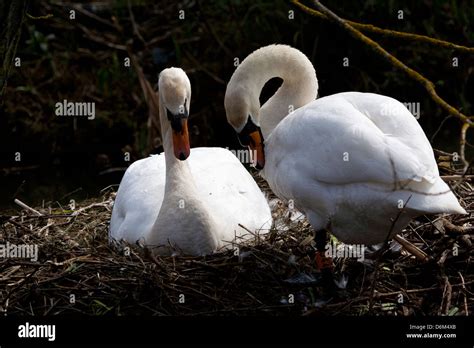 Swans Nest Hi Res Stock Photography And Images Alamy