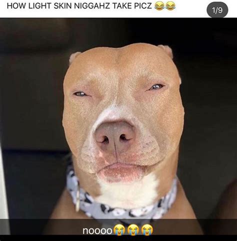Light Skin Pitbull Meme Dailly Buzz