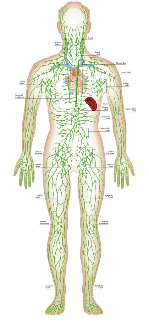 Pin By Tina Amundson On Lymph Lymphatic System Anatomy Lymphatic