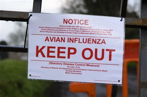 The h5n8 strain is deadly for birds, and this marks the first transmission of the strain from animals to humans. Defra confirms new bird flu outbreak in Gloucestershire ...