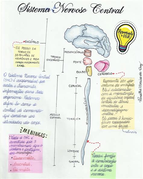 Mapa Mental Sistema Nervoso Edulearn